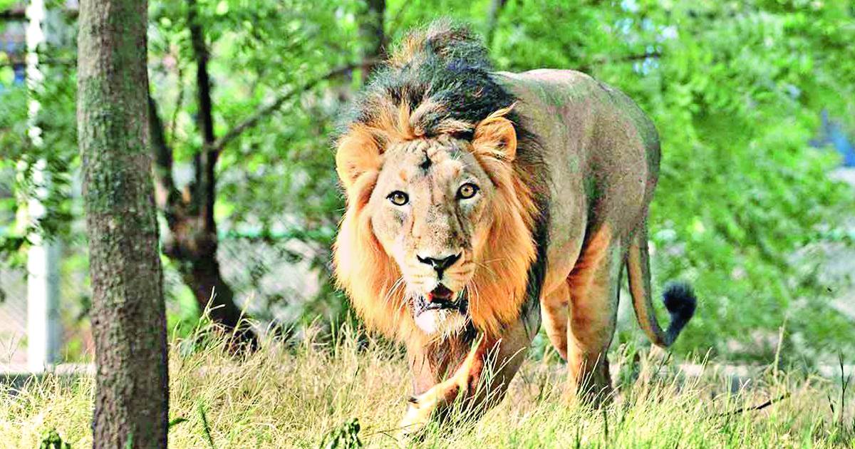 Gujarat now has 674 Asiatic lions